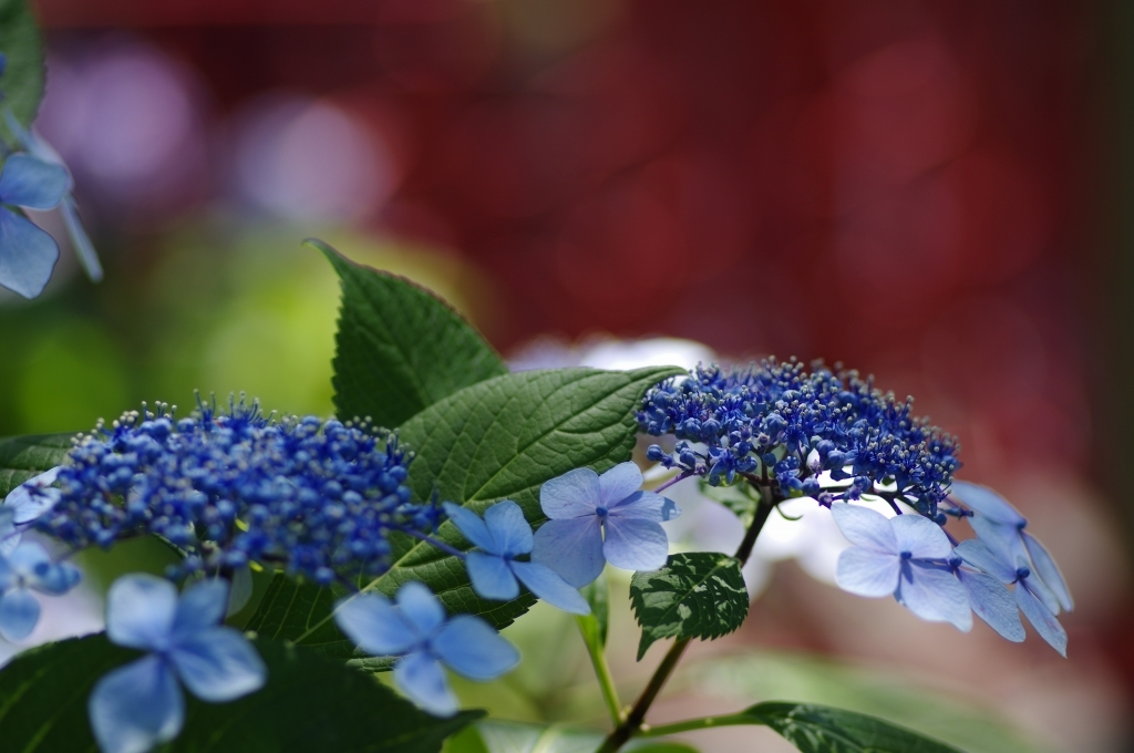 華やかな紫陽花