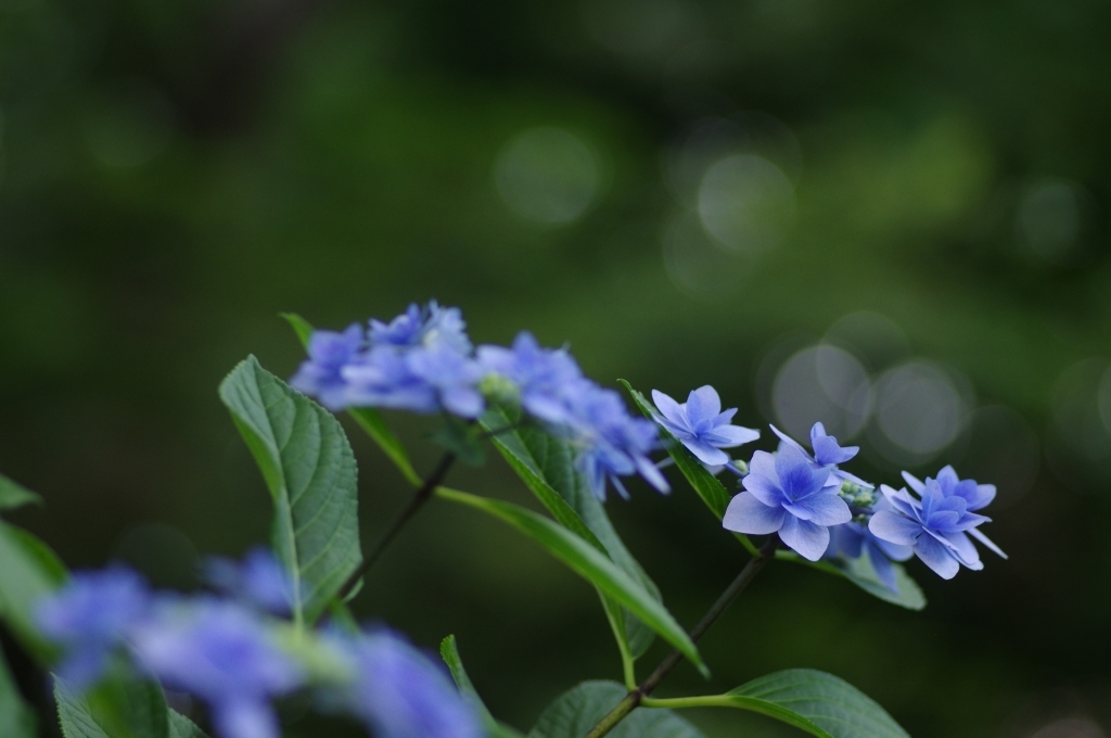 しっとりと紫陽花