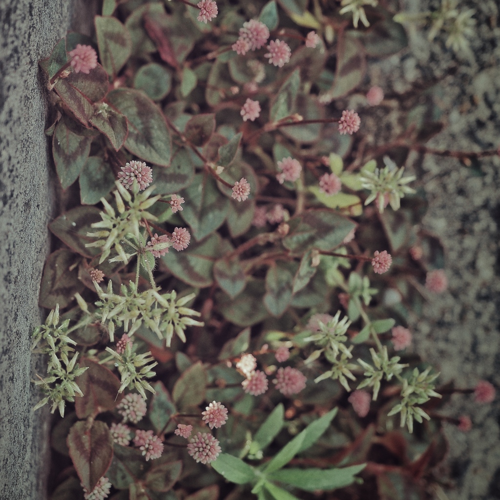 something pink