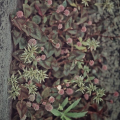 something pink