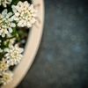 flowers in a bowl