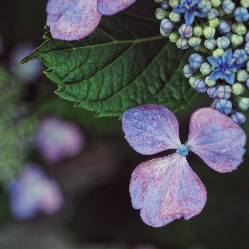hydrangea