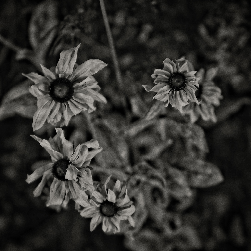 wilted but still alive