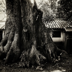 sacred tree