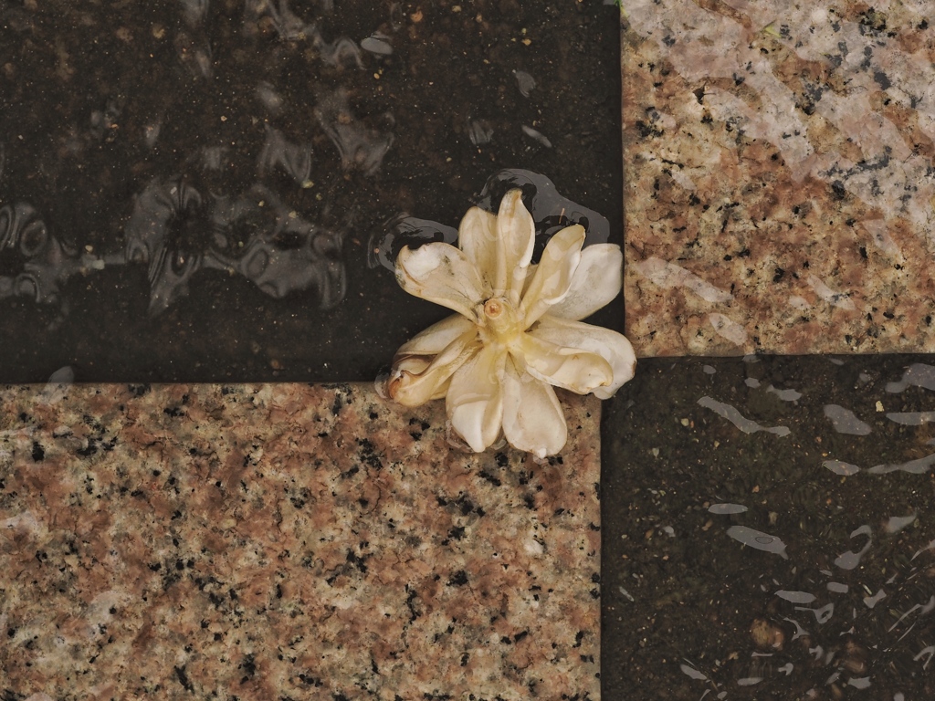 dead flower