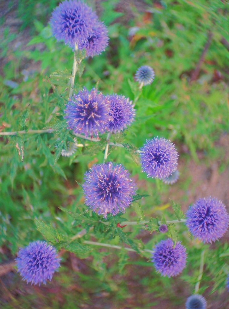 chives エゾネギ　
