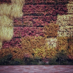 Wall Gerden