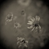 withering