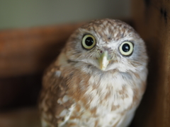 little owl