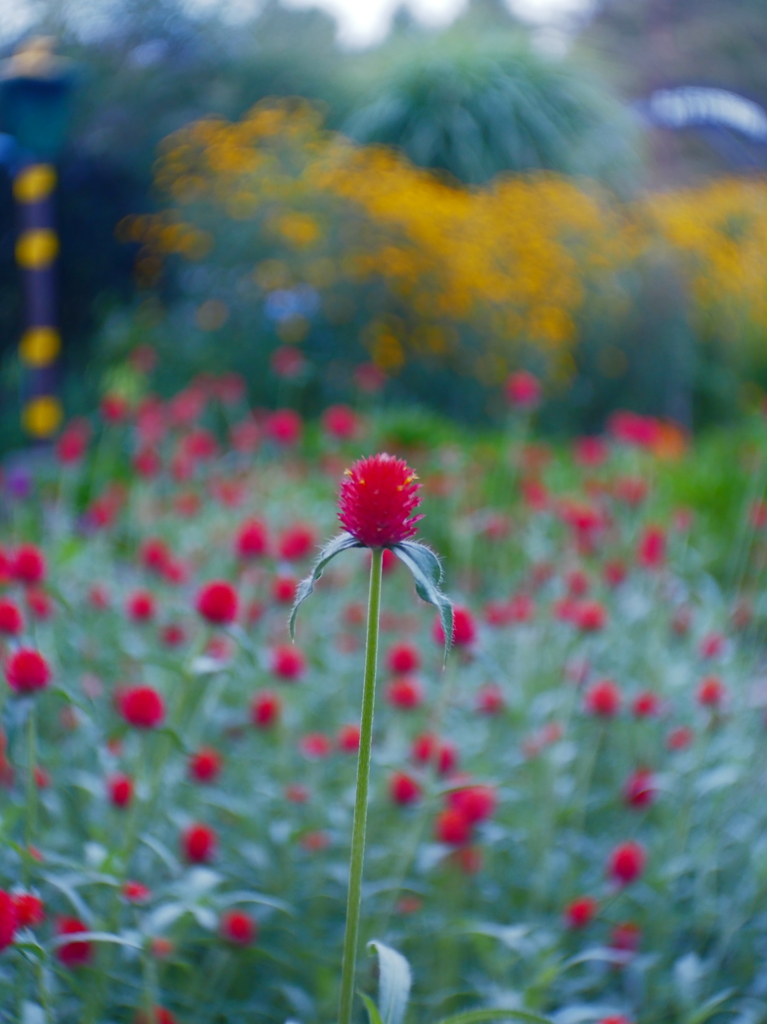 strawberry field