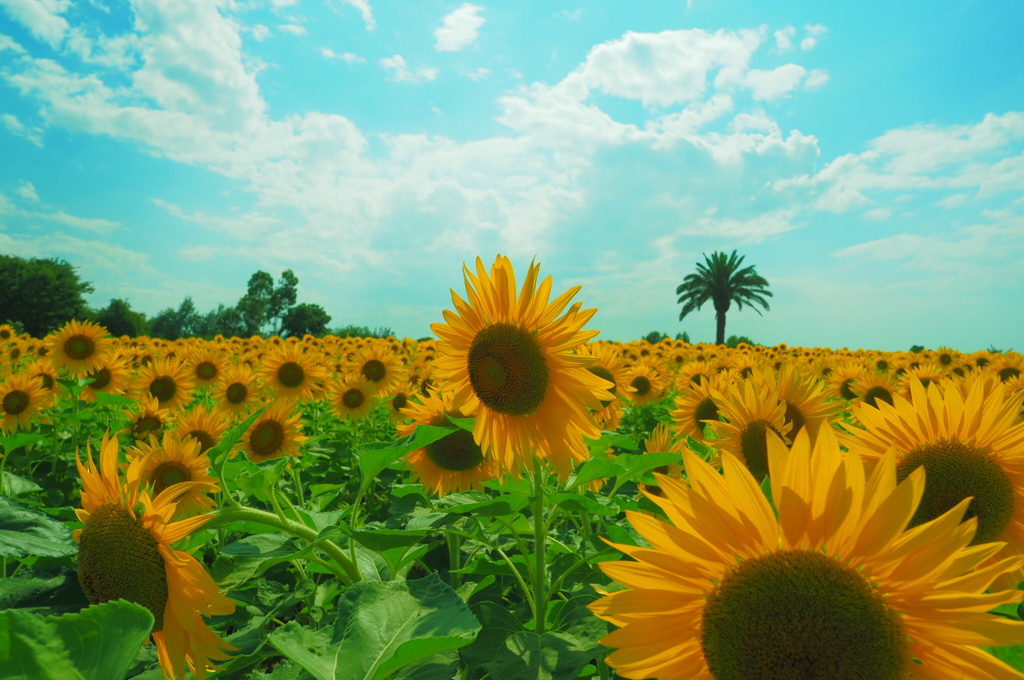 blue sky and sunflowers