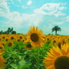blue sky and sunflowers