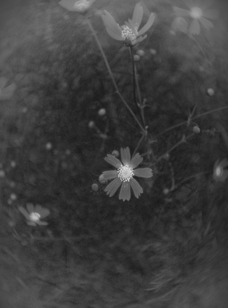 cosmos 