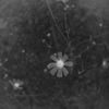cosmos 