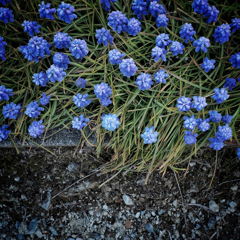 Spring has come 