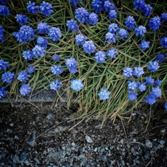 Spring has come 