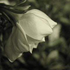 gardenia　くちなし