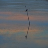perch