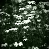 rondo