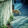 cat tail