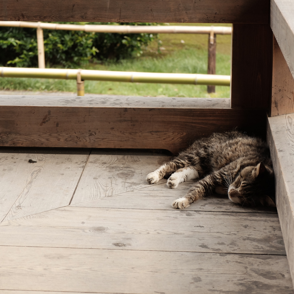 猫のお昼寝