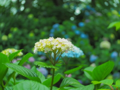 hydrangea　　紫陽花