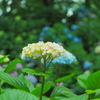 hydrangea　　紫陽花