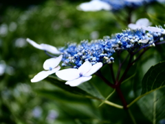 hydrangea　　紫陽花