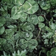 diamond on the cloverleaf