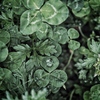 diamond on the cloverleaf