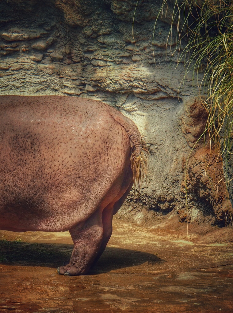 hippo