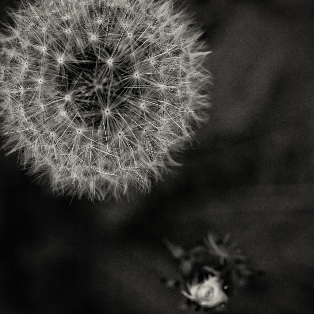 fluffy dandelion