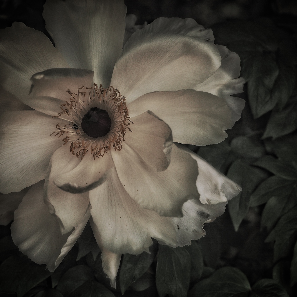 peony ~牡丹~