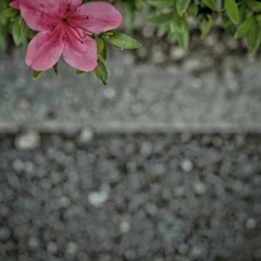 nectar