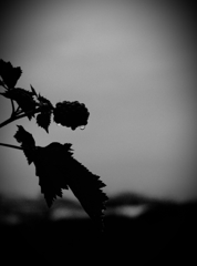 after the rain  