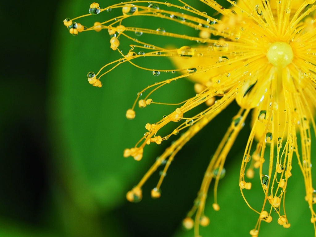 rain drops 