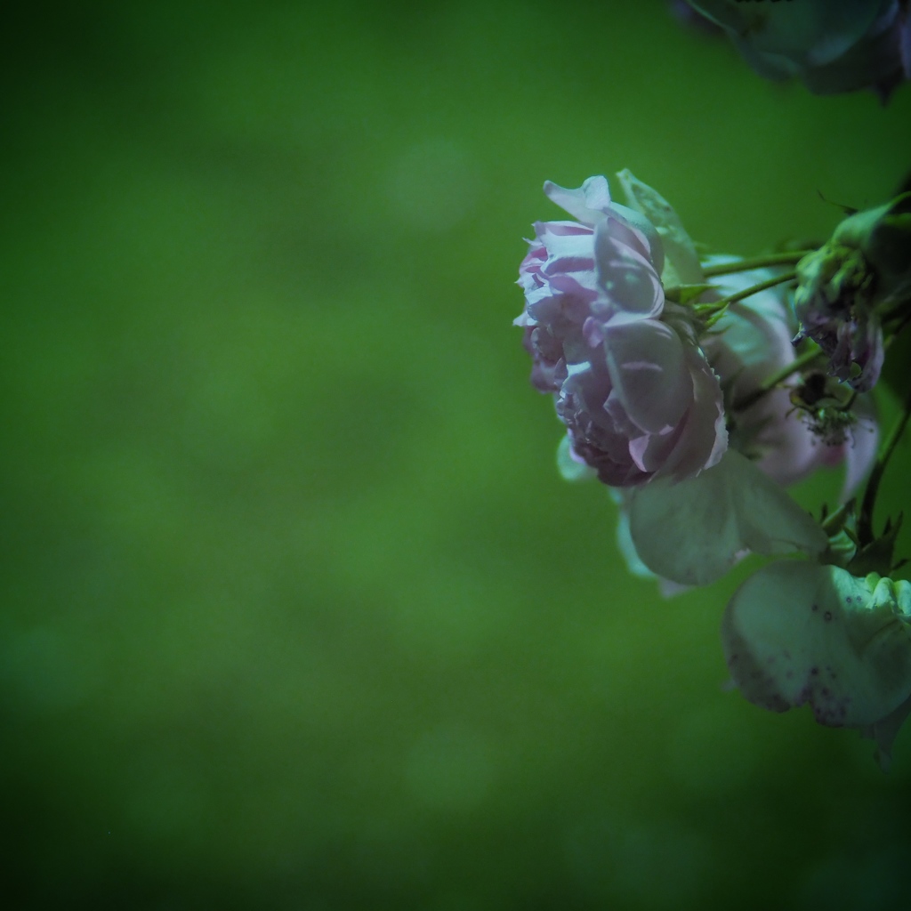 roses