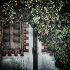 ivy & window