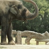 dust bathing