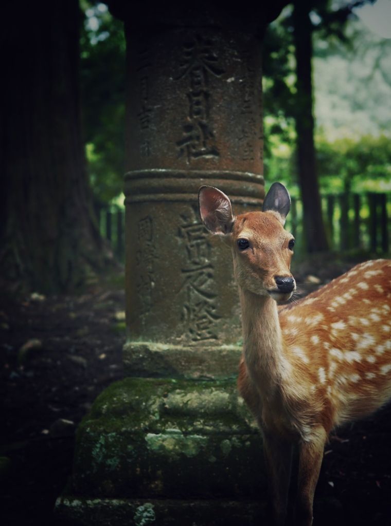  deer