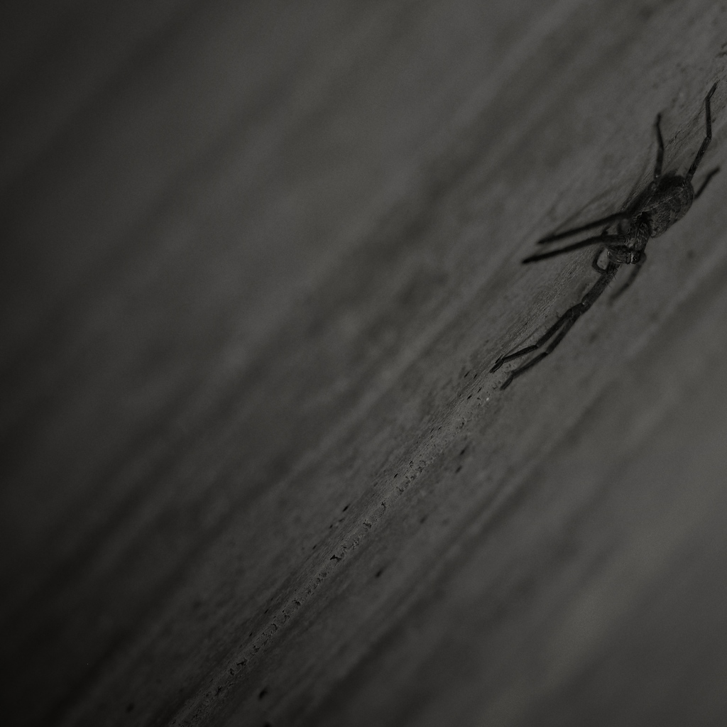 Spider 