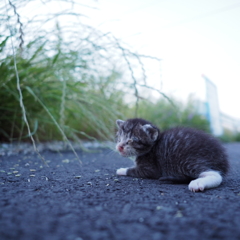 赤ちゃん猫