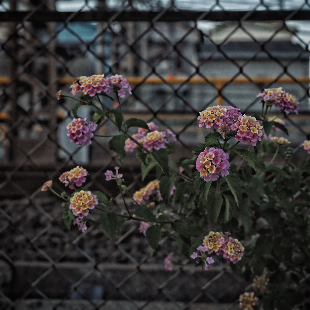 alongside the railroad