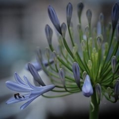 agapanthus