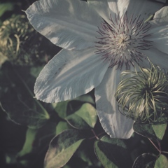 clematis