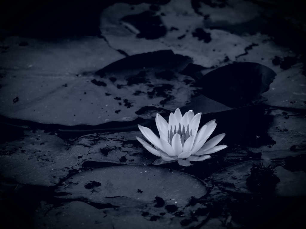 purity