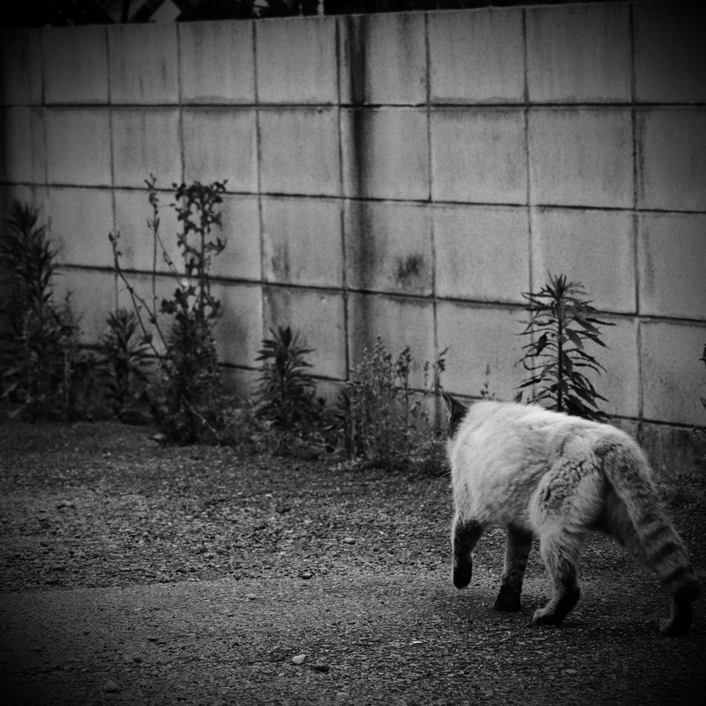 on the way home  帰り道