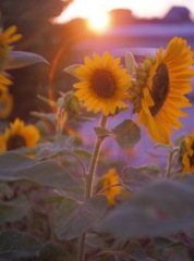 sun and flowers