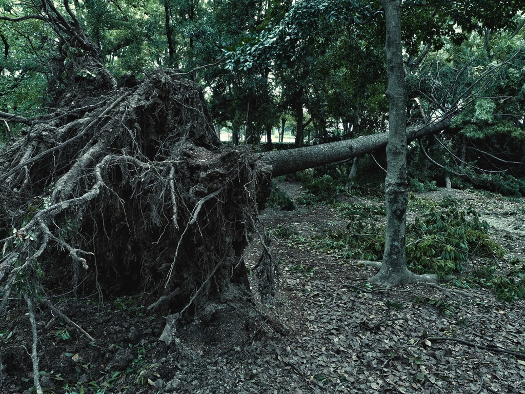 Uprooted