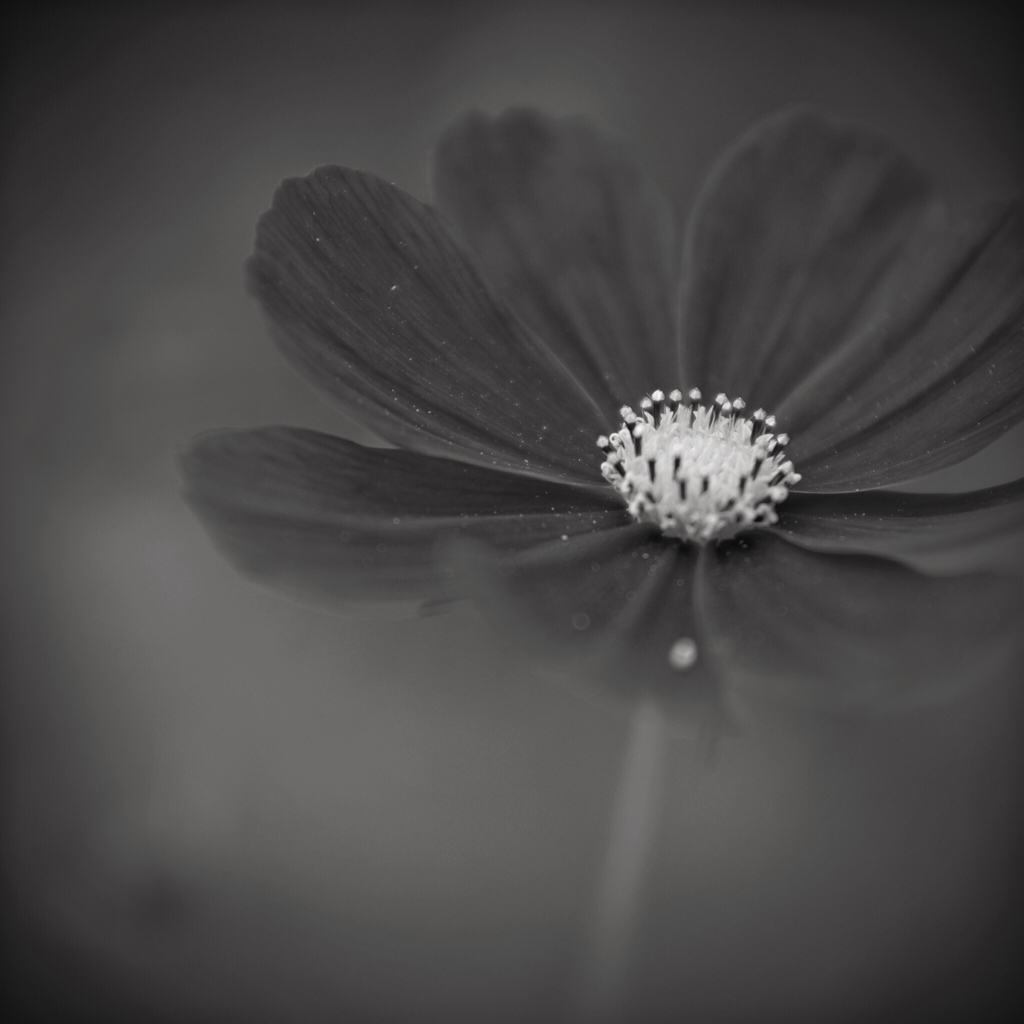 blooming